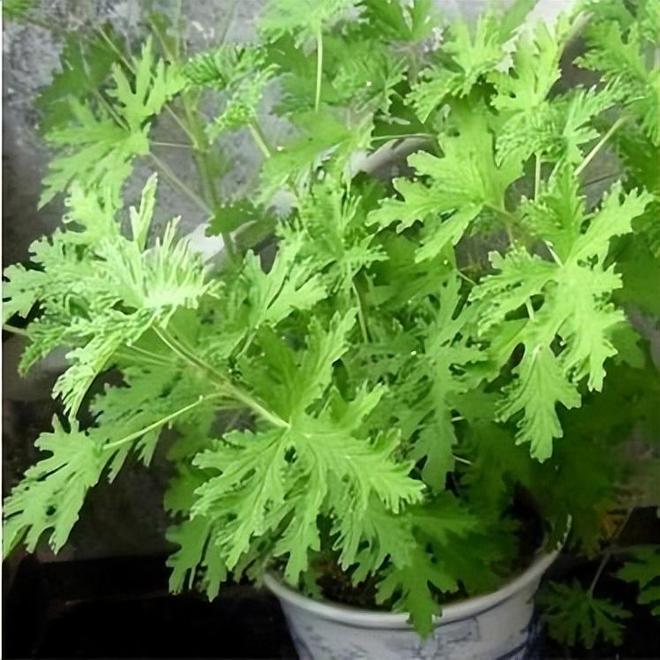 夏天家中蚊子多只用一瓶啤酒蚊子全消灭比蚊香还实用(图20)