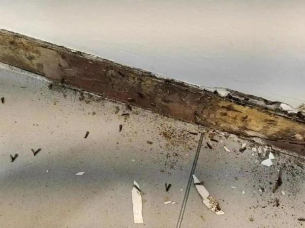 上海灭白蚁推荐：三大品牌对比评测(图3)