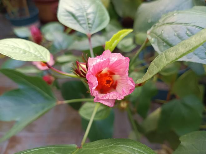 雅俗共赏的“洛神花”谁能不爱？(图1)