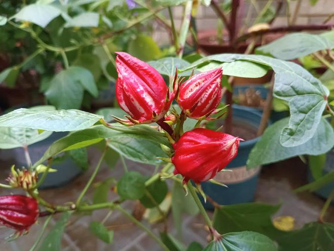 雅俗共赏的“洛神花”谁能不爱？(图2)