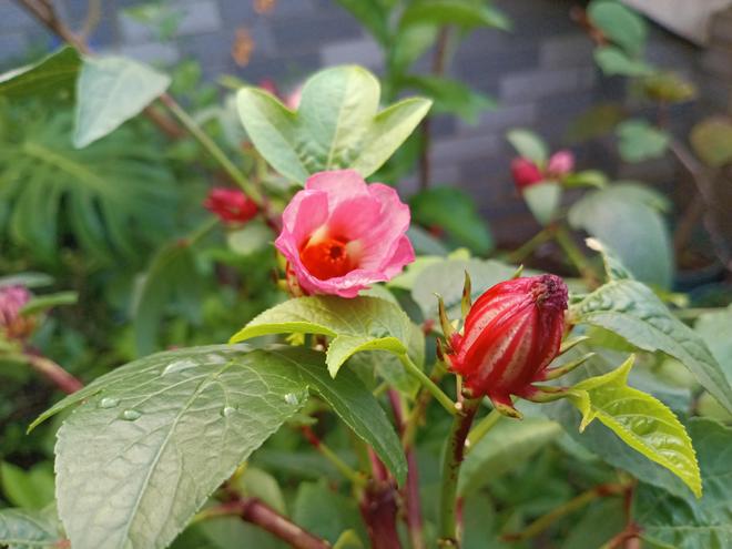 雅俗共赏的“洛神花”谁能不爱？(图8)