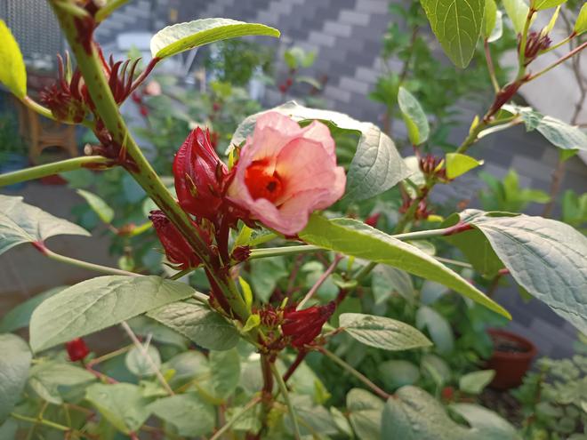 雅俗共赏的“洛神花”谁能不爱？(图6)
