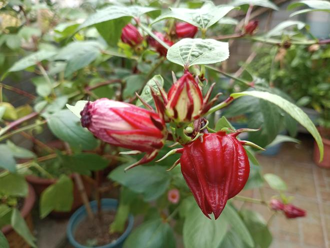 雅俗共赏的“洛神花”谁能不爱？(图9)