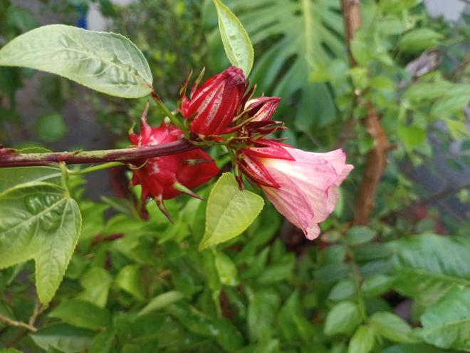 雅俗共赏的“洛神花”谁能不爱？(图7)