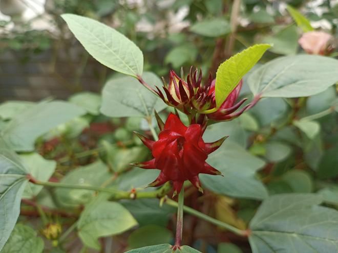雅俗共赏的“洛神花”谁能不爱？(图10)