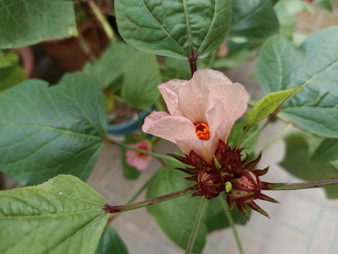 雅俗共赏的“洛神花”谁能不爱？(图13)