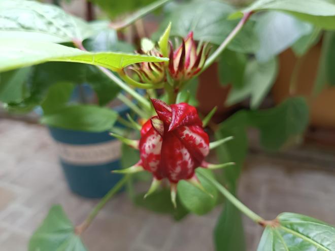 雅俗共赏的“洛神花”谁能不爱？(图16)