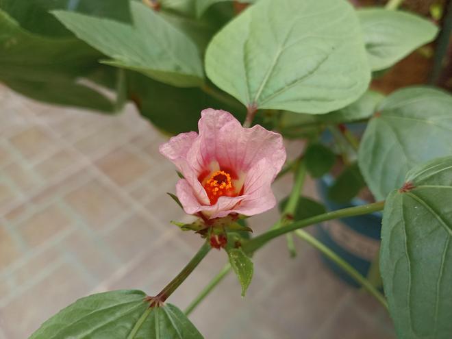 雅俗共赏的“洛神花”谁能不爱？(图19)