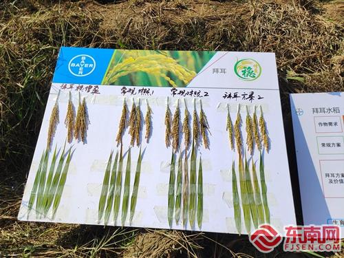 建阳：水稻病虫害绿色防控技术培训会在水吉镇举办(图1)