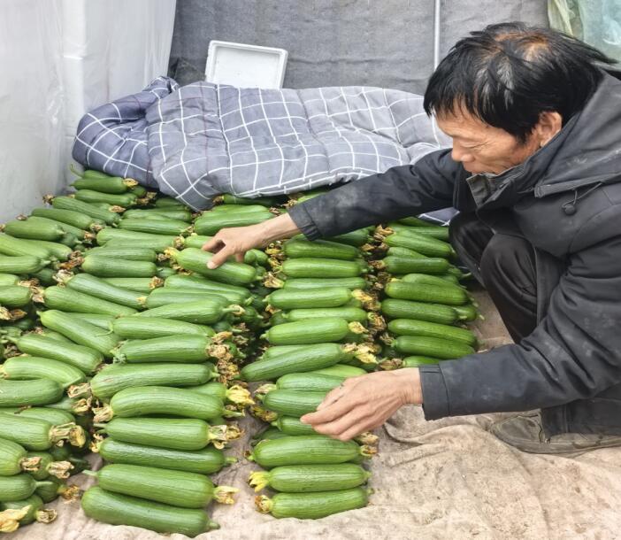安徽临泉：外来夫妻扎根种丝瓜小小藤蔓牵起好光景(图2)