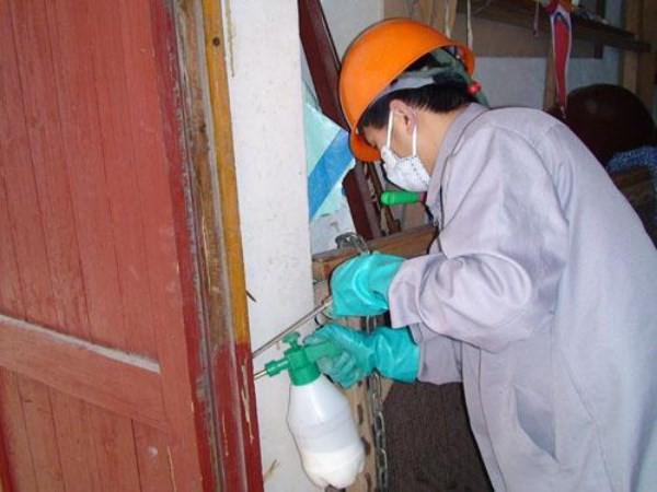 上海白蚁防治所：专业灭蚁一步到位！(图3)