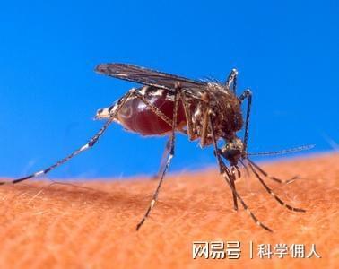 花友崩溃！广东灭蚊战打响多年养的花草全遭殃！(图4)