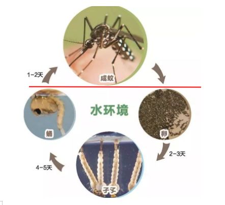 预防基孔肯雅热从防蚊灭蚊开始(图2)