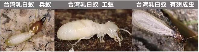 专业的白蚁治理哪个更专业(图1)