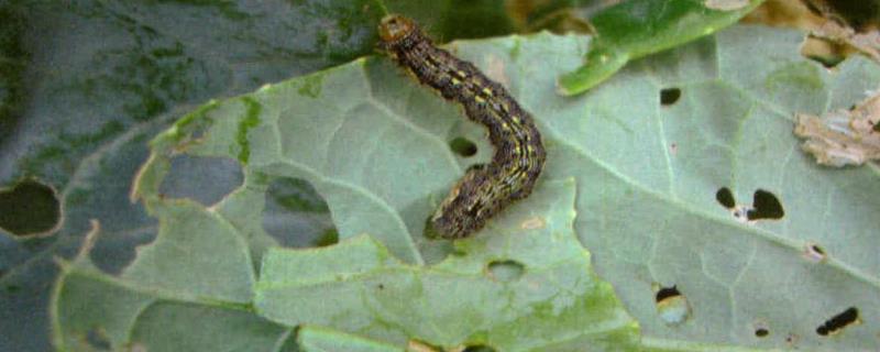 有哪些常见害虫包括棉铃虫、豆荚螟、蛴螬等种类(图1)