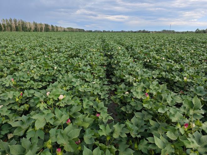 中国十大名牌杀虫剂(图4)