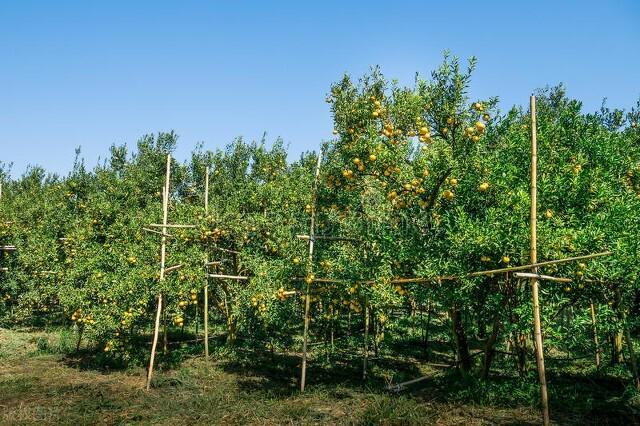 中国十大名牌杀虫剂(图2)