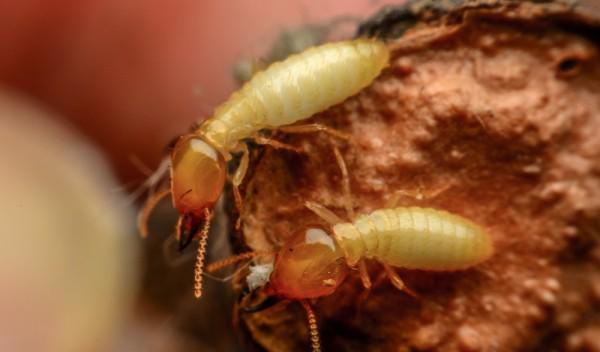 上海白蚁防治哪家强？这几家很厉害！(图2)