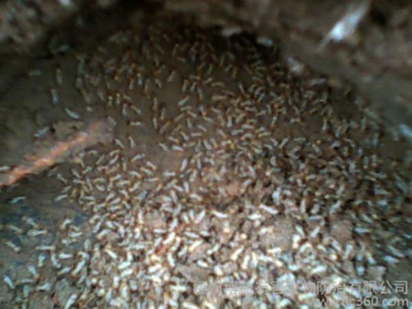 上海白蚁防治哪家强？这几家很厉害！(图3)