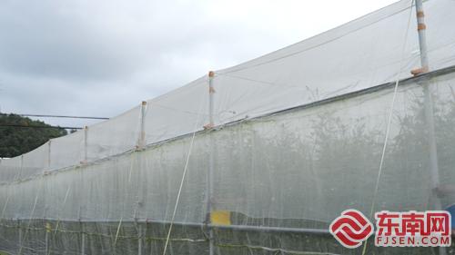 建阳：“防虫网+”豇豆种植技术效果显著(图1)