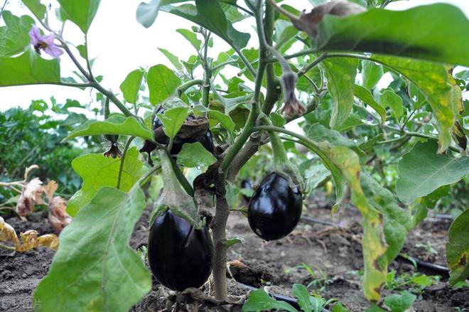 蔬菜病虫害的防控措施(图2)