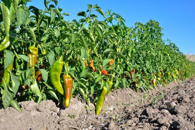 蔬菜病虫害的防控措施(图3)