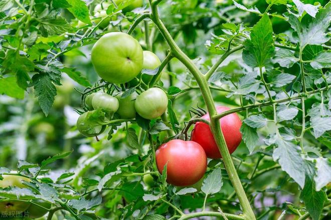 蔬菜病虫害的防控措施(图4)