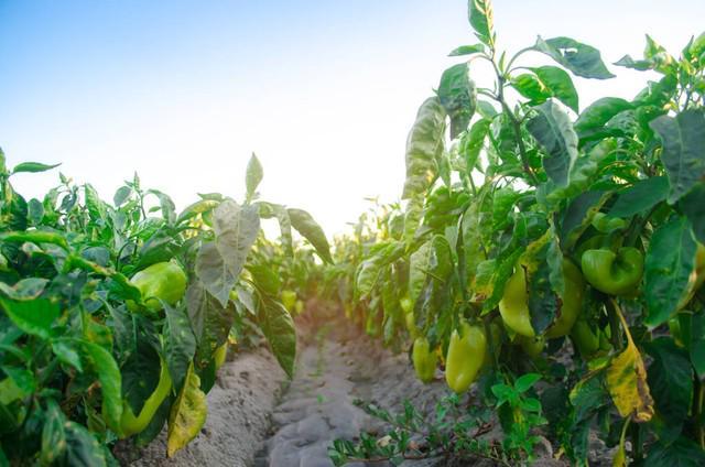 蔬菜病虫害的防控措施(图6)