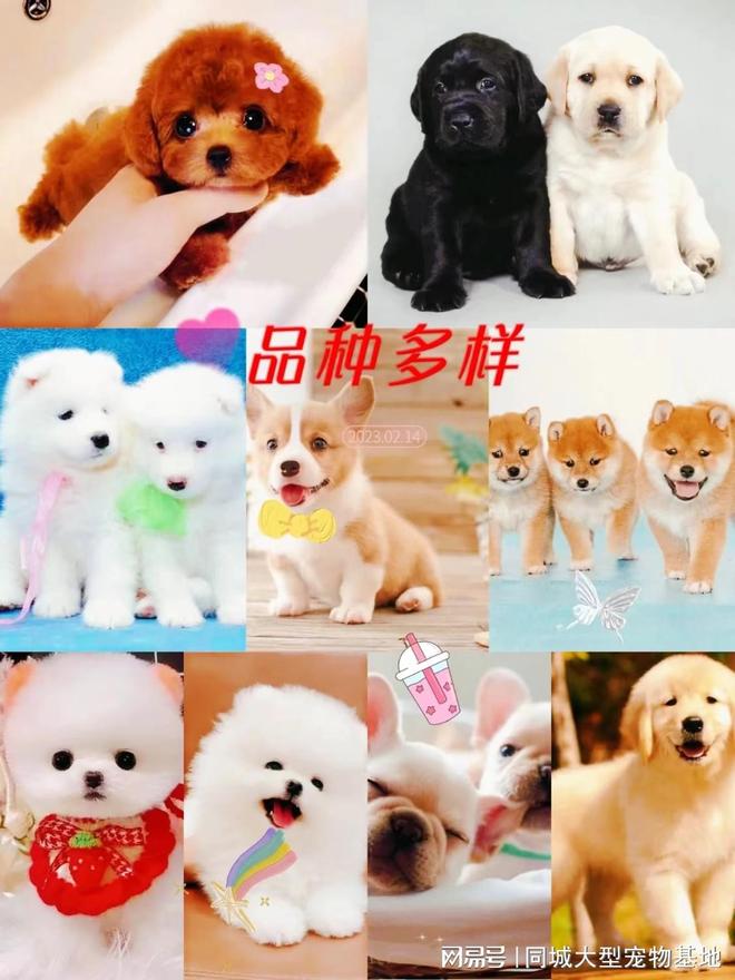 东莞哪个猫狗舍比较有名口碑比较好这家实体老店买的放心有保障(图4)